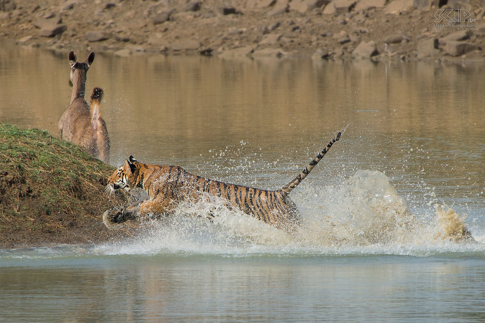 Tadoba - Tijger aanval De tijgerin kon geen hert vangen maar het was ongelooflijk om dit indrukwekkende dier in actie te zien. Maar het kippenvelmoment was nog niet gedaan ... Stefan Cruysberghs